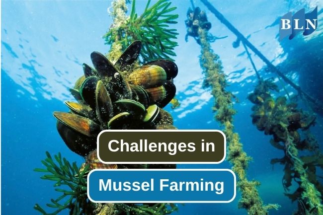 9 Challenges in Mussels Farming Business